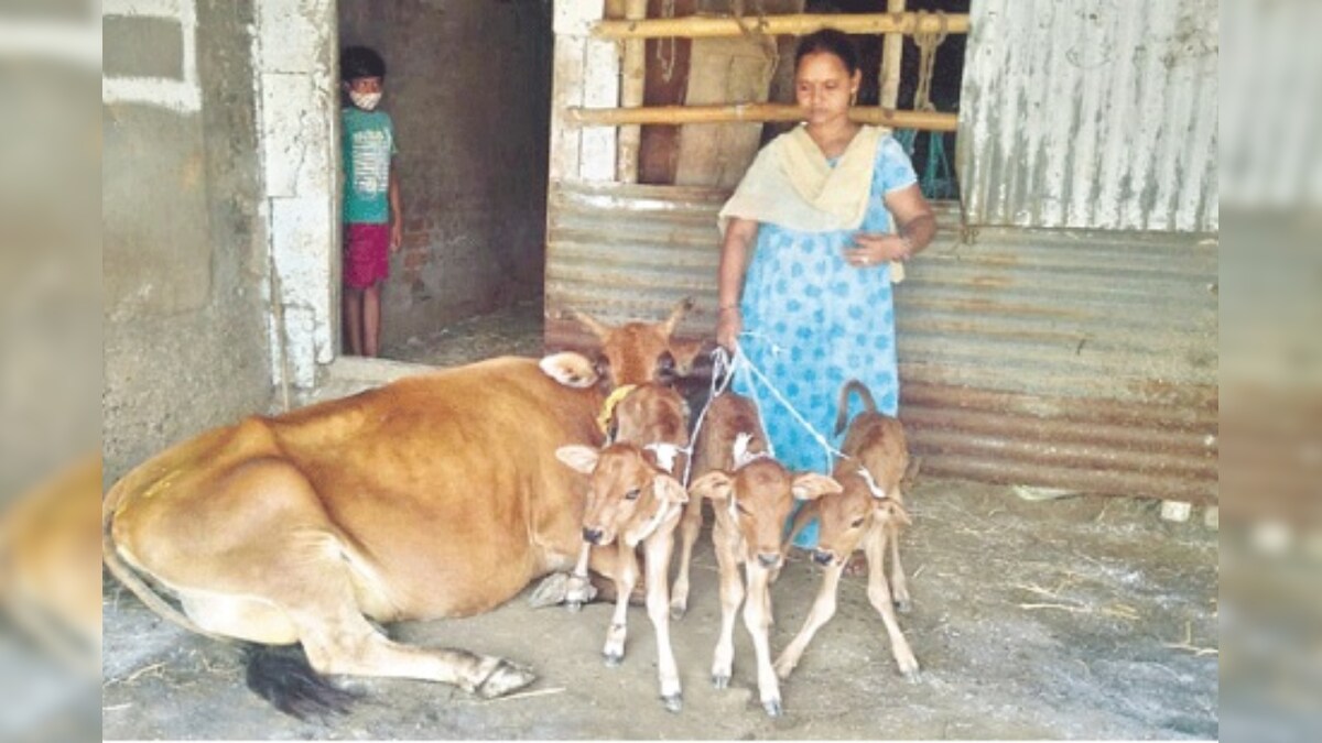 Three Calves in a Single Birth ఒకే ఈతలో మూడు దూడలు.. వరల్డ్ రికార్డు