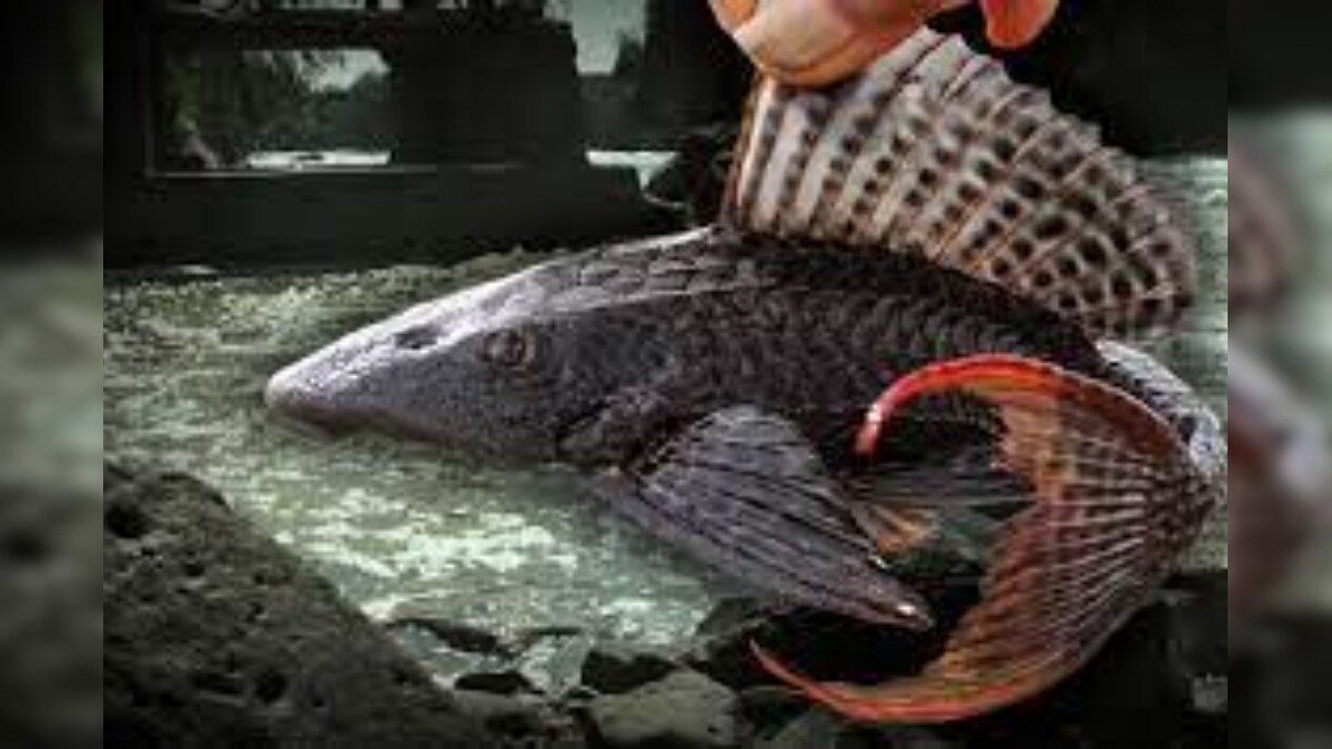 Devil Fish: వలకు చిక్కిన దెయ్యం చేప.. లబో దిబో అంటున్న మత్స్యకారులు ...