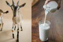 Goat Milk: లీటర్ మేకపాలు రూ.1500.. రాకెట్ స్పీడ్‌లో పెరిగిన రేటు.. ఎందుకంటే ఇందుకంట..