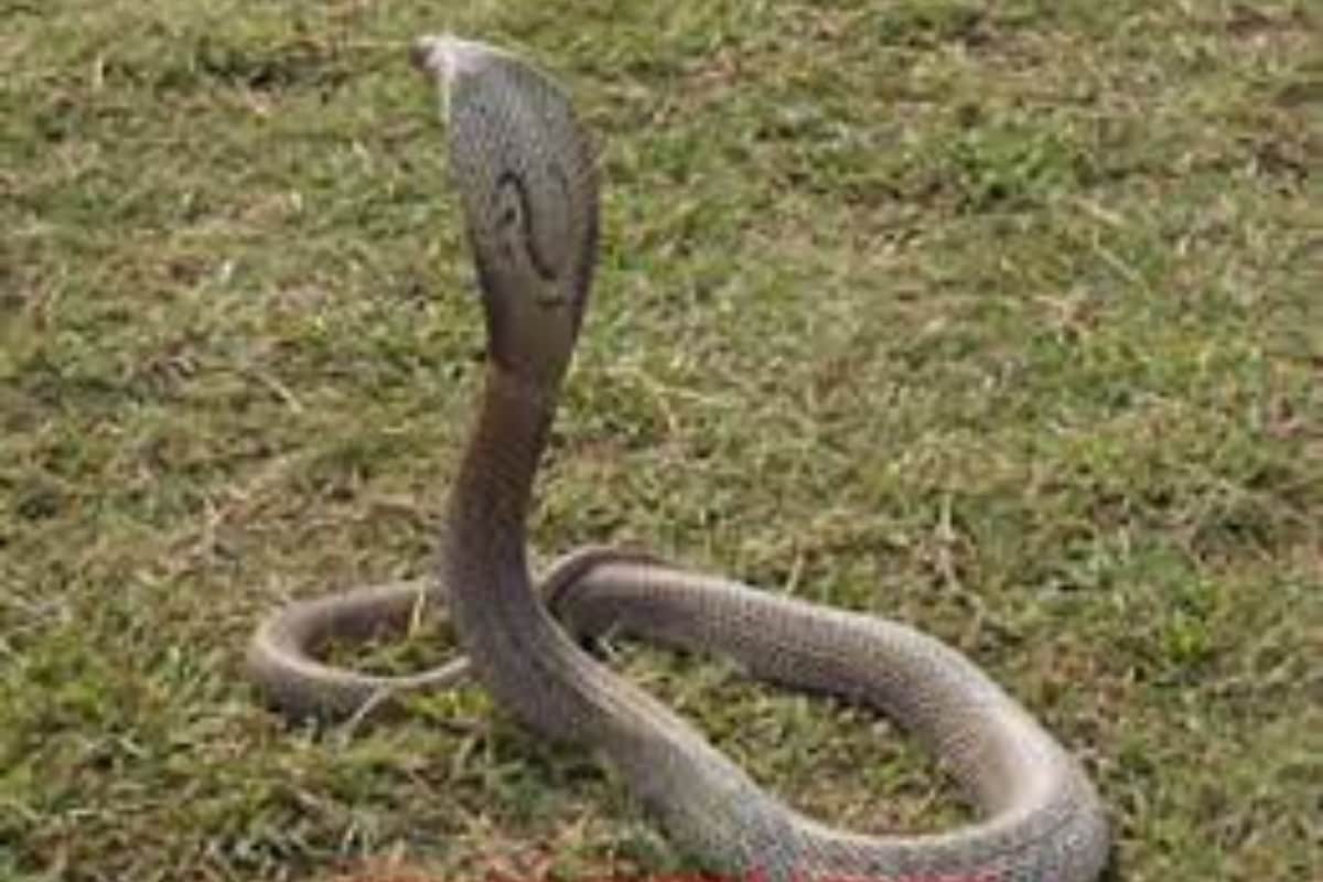 Snake venom price నాగుపాము నుంచి ఎంత విషం వస్తుంది.. లీటర్ ధర ఎంతో