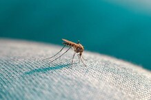 Mosquito: దోమలు ఎక్కువగా ఉన్నాయా ? వాటి నుంచి తప్పించుకోండిలా..,