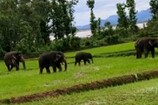 Elephants:  గ్రామాలపై దండెత్తుతున్న ఏనుగుల గుంపు.. పంటలపై దాడితో బీభత్సం