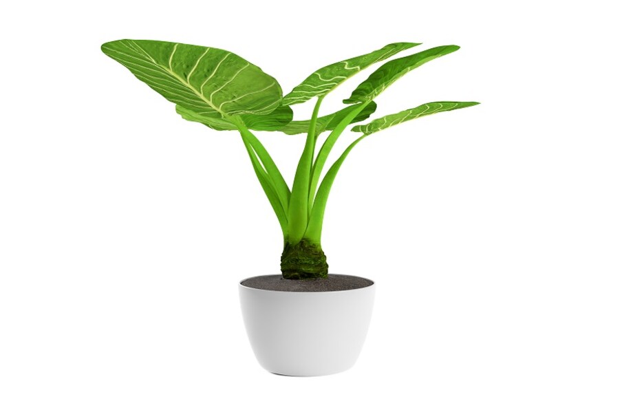  (Fengshui) .. చైనా (vastu shatra)  గా పరిగణిస్తారు. ఫెంగ్‌ షుయ్‌ ప్రకారం ఇల్లు, వస్తువులు లేదా ఏదైన ప్రదేశం ప్రతికూల శక్తిని సానుకూల శక్తిగా మార్చడానికి ఉపయోగిస్తారు. ఫెంగ్‌ షుయ్‌లో ఇలాంటివి చాలానే ఉన్నాయి. వీటిని అదృష్టాన్ని తీసుకువచ్చే శుభప్రదమైన వస్తువులుగా భావిస్తారు.