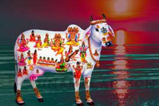 గోవును పూజిస్తే పుణ్యఫలం వస్తుందని మన పెద్దలు చెప్పేవారు. నేటికి అనేక గ్రామలు, దేవాలయాల్లో ఆవుకు పండ్లు ఇతర ఆహారం ఇచ్చి ఆరాధిస్తారు. ఆవు శరీరంలోని ప్రతి భాగంలో దేవతలు, సాధువులు కొలువుదీరి ఉన్నారని నమ్మకం.తల్లికి తర్వాత మనం గోమాతనే మాత అంటాం.
