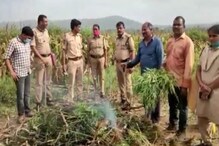 Nizamabad : గుంపుమంటున్న గంజాయి సాగు.. పోలీసుల దాడులతో వెలుగు