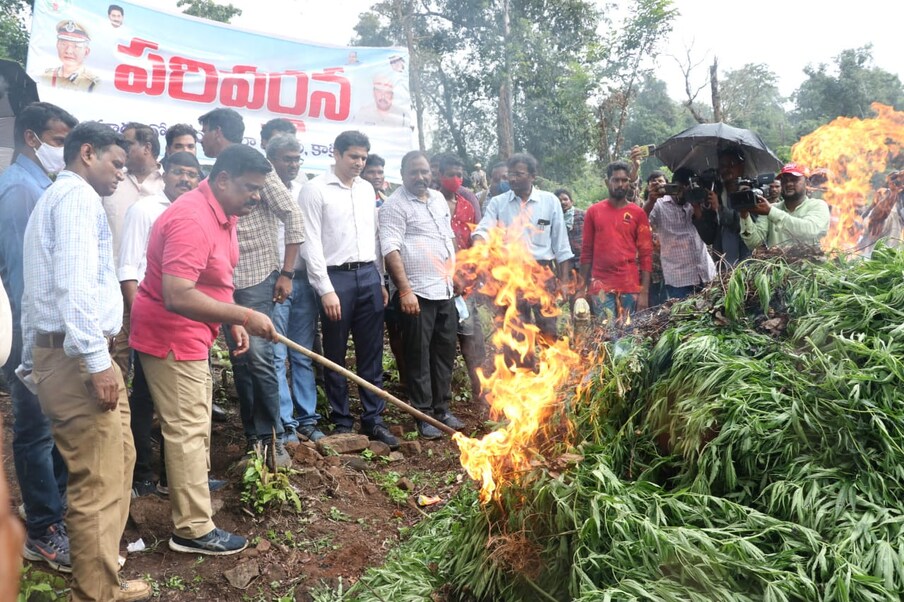  గంజాయి కనిపిస్తే చాలు కఠిన చర్యలు తీసుకోవాలంటూ స్పష్టమైన ఆదేశాలు ఇచ్చారు. ఈ క్రమంలోనే పోలీసులు.. ఆపరేషన్ పరివర్తన్ పేరుతో గంజాయిని ధ్వంసం చేసే కార్యక్రమం చేపట్టారు. గంజాయి అక్రమ రవాణను అరికట్టడమే కాదు అసలు ఆంధ్రప్రదేశ్ లో గంజాయి లేకుండా చేయడానికి ఏపీ ప్రభుత్వం నడుం బిగించింది. 