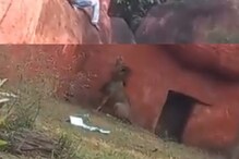 Hyderabad : సింహంతో చెలగాటం.. అడుగు జారితే అంతే -Nehru Zoo Park యువకుడి అతి -viral video