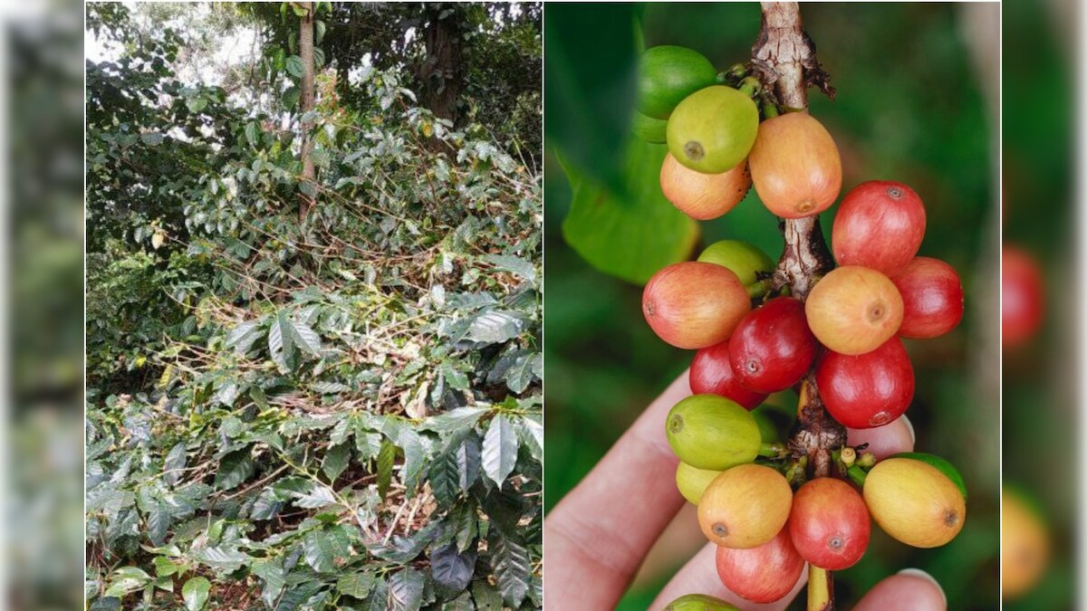 Araku Coffee సిరులు కురిపిస్తున్న అరకు కాఫీ... గిరి రైతుల పంట