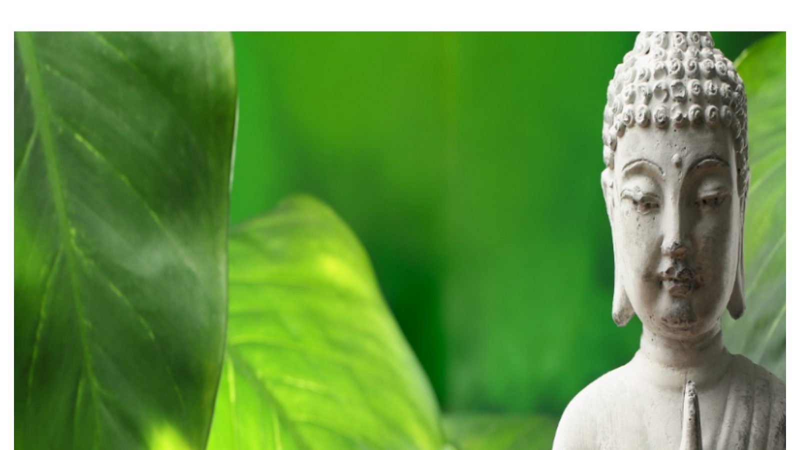 As per feng shui vastu broad leave plants bring positive energy to home