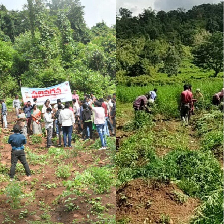  Operation Ganja in Andhra Pradesh: దేశ వ్యాప్తంగా ఎక్కడ గంజాయి, డ్రగ్స్ పట్టుబడినా దానికి మూలం ఏపీ పేరే వినిపిస్తుండటం, విశాఖ ఏజెన్సీ కేంద్రంగా గంజాయి రవాణా విపరీతంగా జరుగుతుండటంతో.. ఈ వ్యవహారాన్ని ఏపీ సర్కార్ సీరియస్‌గా తీసుకుంది. గంజాయి సాగు, స్మగ్లింగ్‌ను అరికట్టేందుకు కఠిన చర్యలకు ఉపక్రమించింది. ఈ మేరకు కిందిస్థాయి అధికారులకు ఆదేశాలు జారీ చేసింది ప్రభుత్వం. 