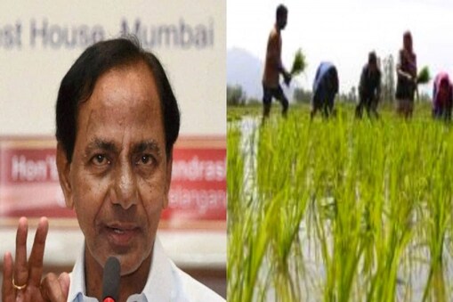 సీఎం కేసీఆర్, వరి పంట 