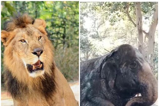 ఎస్వీ జూ పార్కులో జంతువుల ఆకలికేకలు