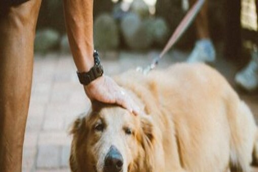 Pet dogs