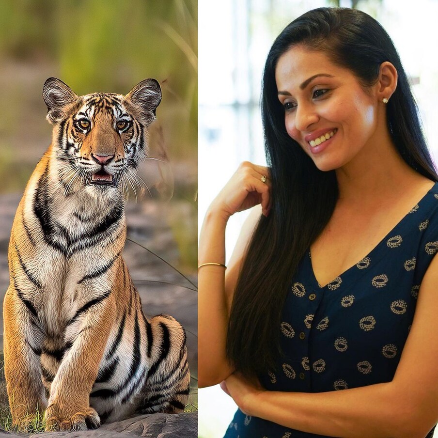  Sadha wild lie: ఆ చిరునవ్వుకు పులి కూడా పడిపోవాల్సిందే అన్నట్టు.. వైల్డ్ లైఫ్ జర్నీని ఎంజాయ్ చేస్తోంది సదా.. తాజాగా ఆమె సోషల్ మీడియాలో షేర్ చేసిన ఈ ఫోటోలు క్షణాల్లో వైరల్ అవుతున్నాయి.  
