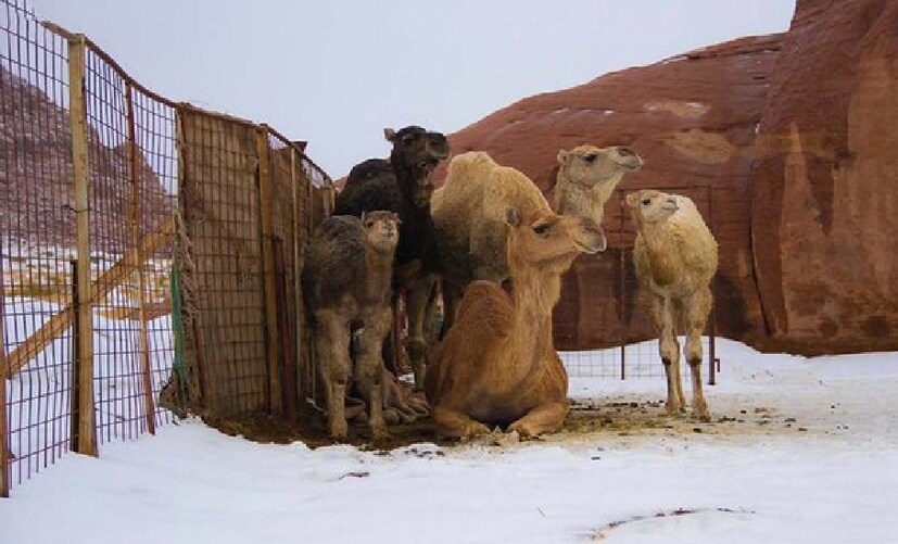 Saudi Fall Snow fall in Desert: ఎడారి దేశంలో హిమపాతం.. మంచుకొండల్లా ఇసుక దిబ్బలు ...