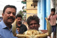 Crab Farming: పీతల సాగుతో కోట్లు సంపాదించే చాన్స్... Crab Farming: పీతల సాగుతో కోట్లు సంపాదించే చాన్స్...