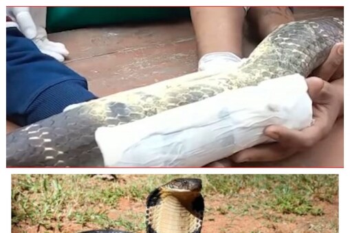 KING COBRA