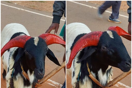 సంక్రాంతి పందేలకు సిద్ధమవుతున్న పొట్టేళ్లు