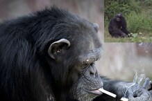 Chain Smoking Chimp : ఈ చింపాంజీ అప్పట్లో రోజుకి 40 సిగరెట్లు కాల్చేది..కానీ ఇప్పుడు
