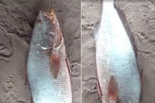 Costly Fish: మత్య్సకారుల పంట పండిస్తున్న చేపలు.. ఈ కచ్చిలి చేప ధర తెలిస్తే షాక్