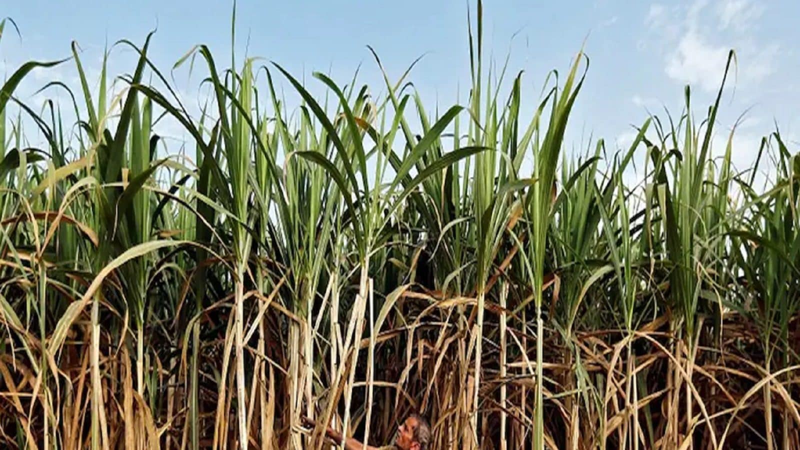 Индия экспорт тростник. Крупнейшие производители сахарного тростника