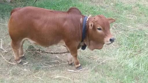 ఆకట్టుకుంటున్న పుంగనూరు జాతి ఆవులు ఎద్దులు Punganru Breed Cows Has Many Specialities News18