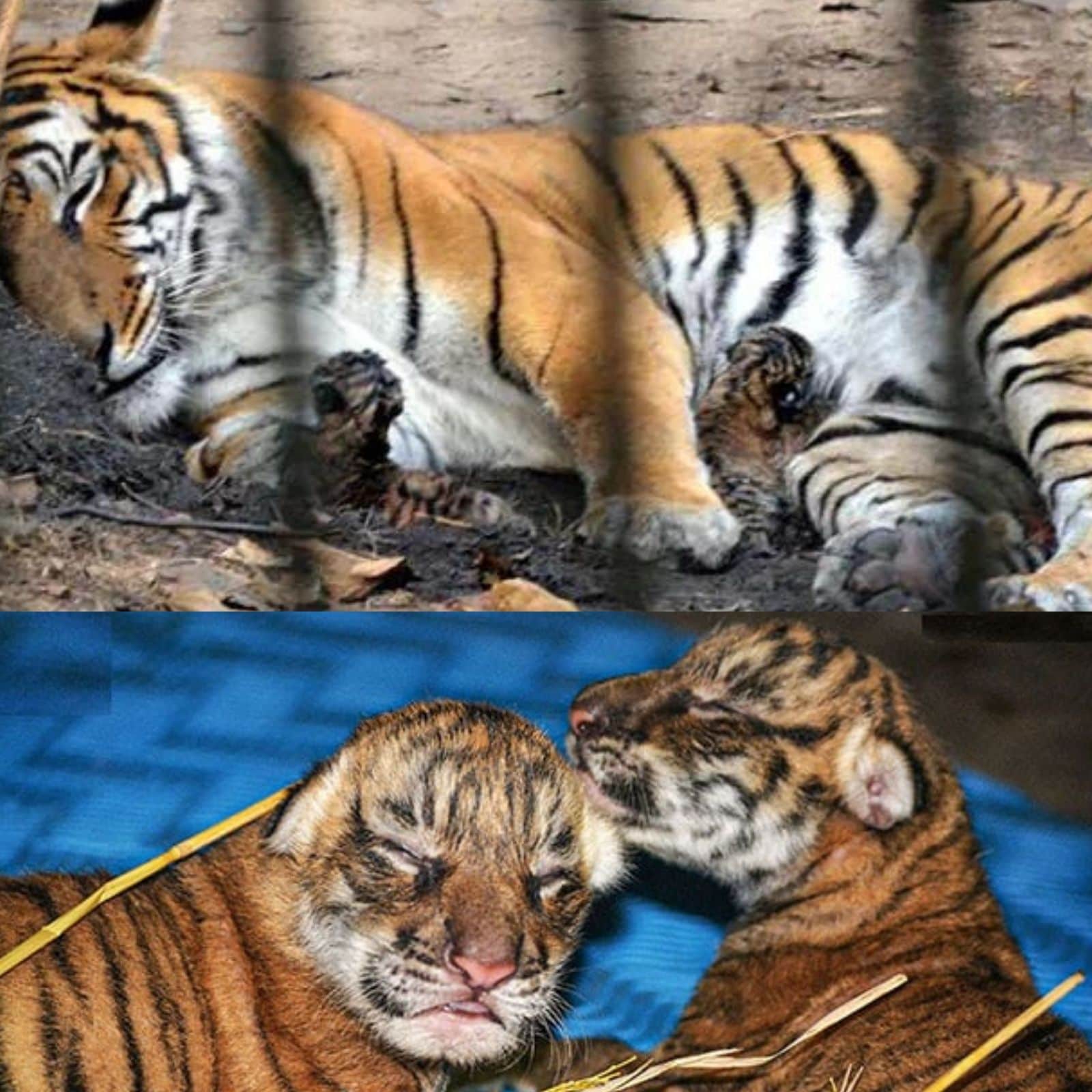 తల్లి ఖాజీ పక్కన పులి పిల్లలు,Assam ZOO,Tiger Cubs