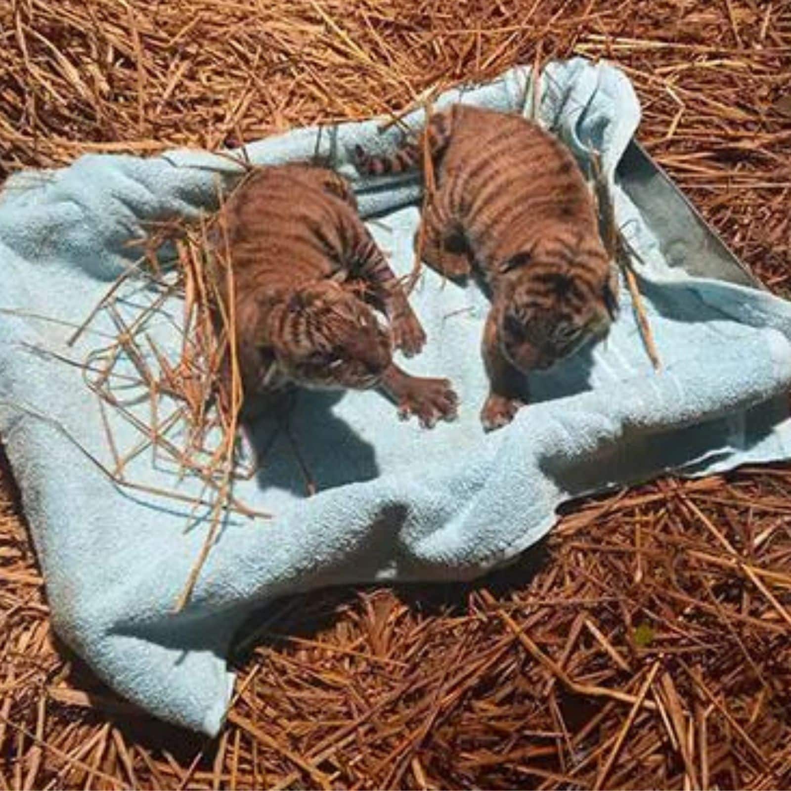 Tiger cubs,పులి పిల్లలు,అసోం జూలో పులి పిల్లలు