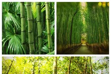 Bamboo Cultivation: మీకో చిన్న స్థలం ఉందా.. వేలు పెట్టుబడి పెట్టి.. లక్షలు పొందండి!