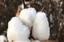 TS NEWS : అగ్రి డెవలప్మెంట్... ఆదిలాబాద్లో పత్తి పరిశోధన కేంద్రం, పంటలకు బ్రాండ్ ఇమేజ్.. TS NEWS : అగ్రి డెవలప్మెంట్... ఆదిలాబాద్లో పత్తి పరిశోధన కేంద్రం, పంటలకు బ్రాండ్ ఇమేజ్..