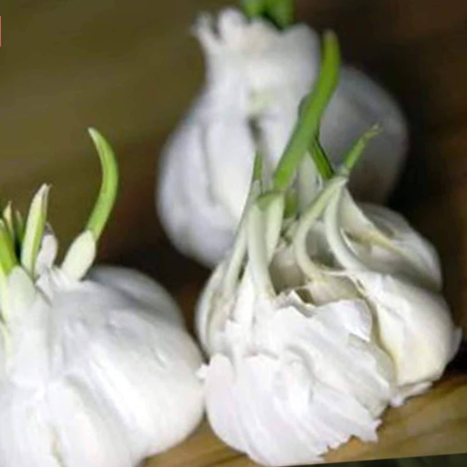 garlic health benefits, sprouted garlic benefits, garlic in curries, telugu health news, telugu health tips,lifestyle news telugu, వెల్లుల్లి ఆరోగ్య ప్రయోజనాలు,వెల్లుల్లితో లాభాలు లైఫ్ స్టైల్ న్యూస్