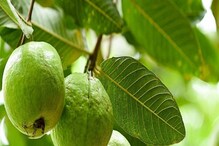 Guava Leaves: జామ కాయలే కాదు.. ఆకులతోనూ ఎన్నో ప్రయోజనాలు.. జుట్టు ఆరోగ్యం కోసం ఇలా చేయండి