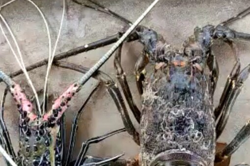 మత్స్యకారుల పంట పండించాయి