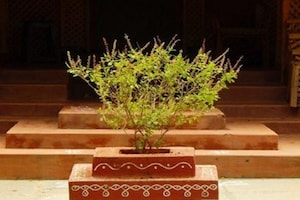 Vastu Tips: తులసిమొక్క దగ్గర ఈ రెండు వస్తువులు పొరపాటున కూడా పెట్టొద్దు..!