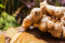 Ginger Side Effects: అల్లంతో ఆరోగ్య ప్రయోజనాలు ఎన్నో.. వేసవిలో అతిగా తింటే డేంజర్..!
