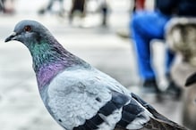 Pigeon Travel To USA : 6వేల కిలోమీటర్లు ఎగురుకుంటూ అమెరికా వెళ్లిన పావురం