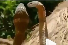 Viral Video: పొలంలో జంట పాముల సయ్యాట.. నెట్టింట వైరల్ అవుతున్న వీడియో..