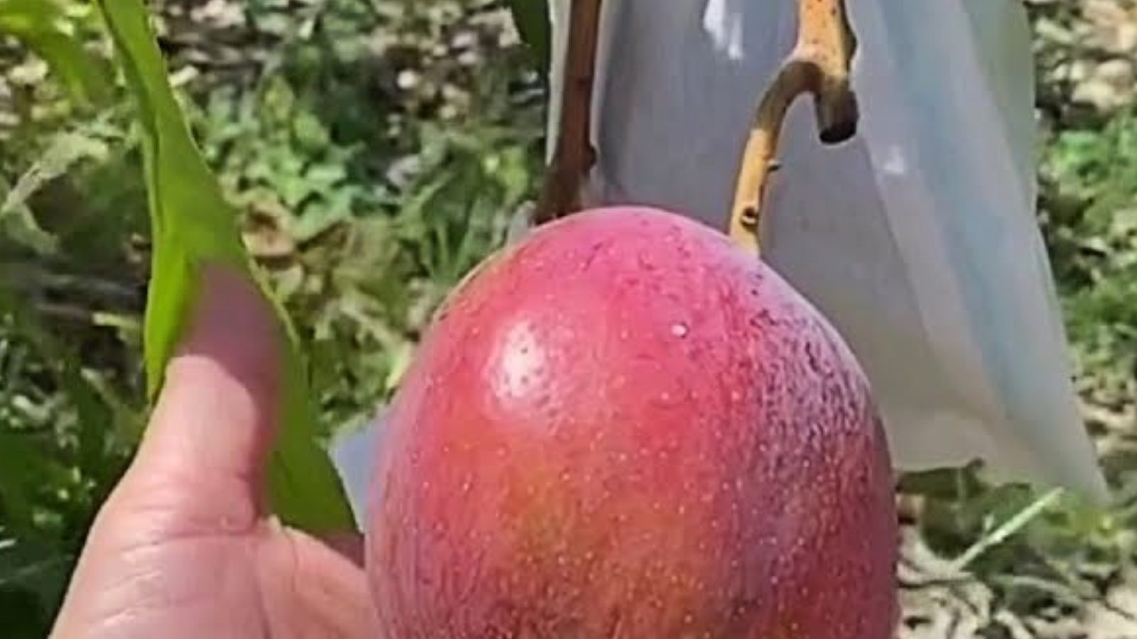 sankalp parihar of jabalpur Madhya pradesh farming worlds expensive