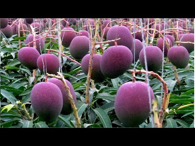 sankalp parihar of jabalpur Madhya pradesh farming worlds expensive mangoes taiyo no tamago which were sold 2 lakh 70 thousand rupees per pair here is its specialty | PiPa News
