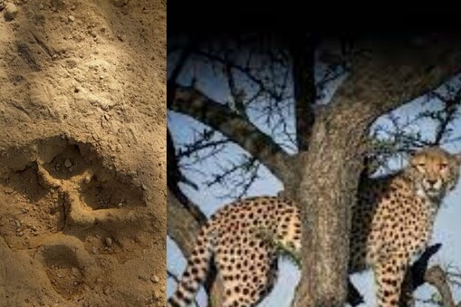 ఏజెన్సీలో చిరుత భయం