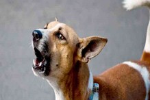 Dog: వరంగల్‌లో విశ్వాసం చూపని కుక్క.. యజమానికి బిగ్ షాక్.. ఏకంగా లక్షన్నర రూపాయలు..
