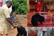 Chandimata Devi Temple: అమ్మవారికి రోజు పూజ చేస్తున్న ఎలుగుబంట్లు..ఎక్కడంటే
