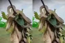 Viral Video: వామ్మో... కుప్పలుగా వేలాడుతున్న పాములు.. వైరల్ అవుతున్న షాకింగ్ వీడియో..