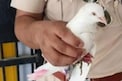 Suspicious Pigeon : భారత్ లోకి పాక్ గూఢచారి పావురం..రెక్కలపై కోడ్ భాష!