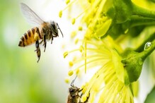 World Bee Day: నేడు ప్రపంచ తేనెటీగల దినోత్సవం.. ఈ స్పెషల్ డే గురించి తెలుసుకోవాల్సిన విషయాలు..