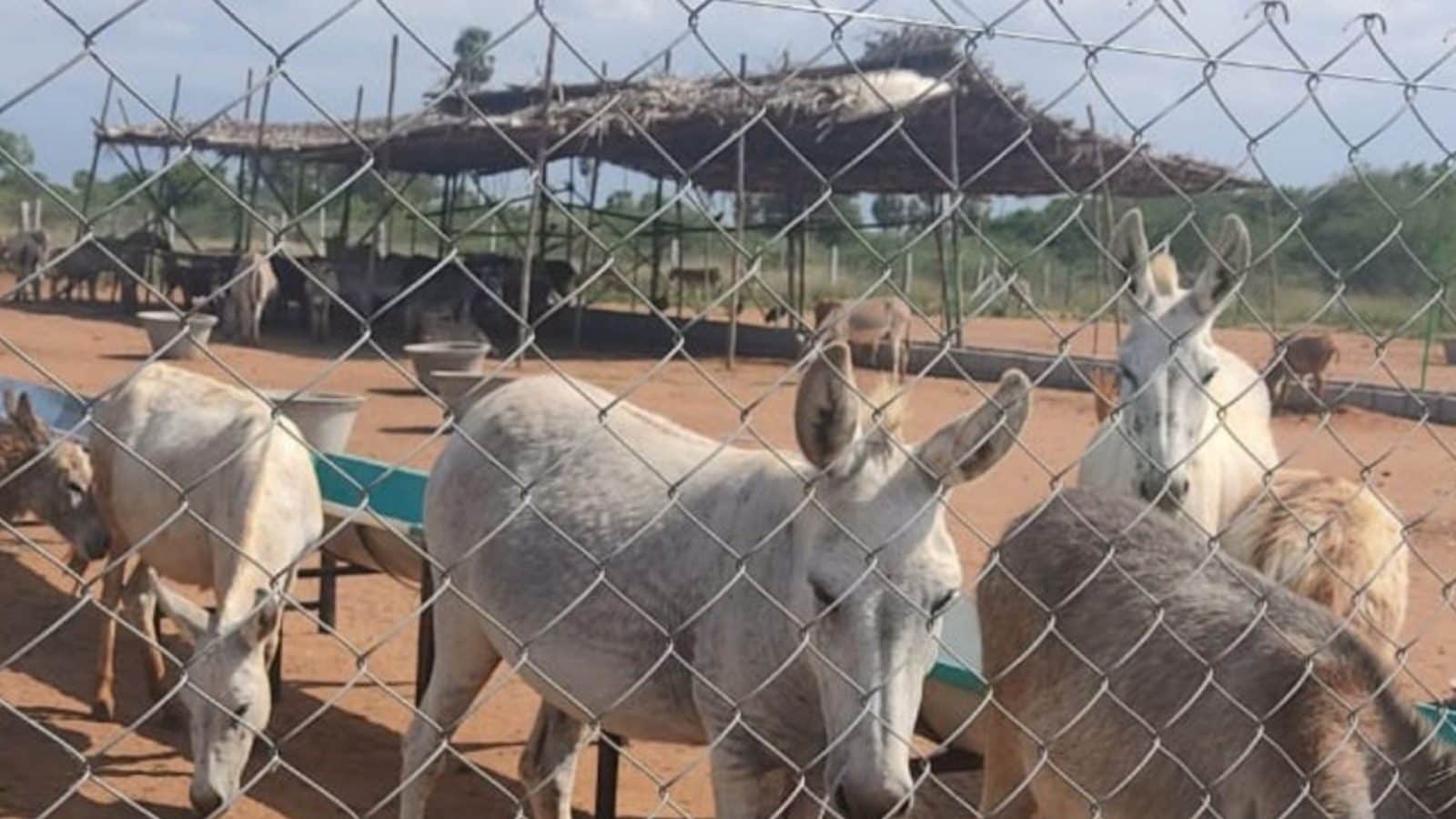 Donkey Farm: గాడిదలు కాస్తున్న సాఫ్ట్‌వేర్ ఇంజినీర్.. నెలకు ఎంత ...