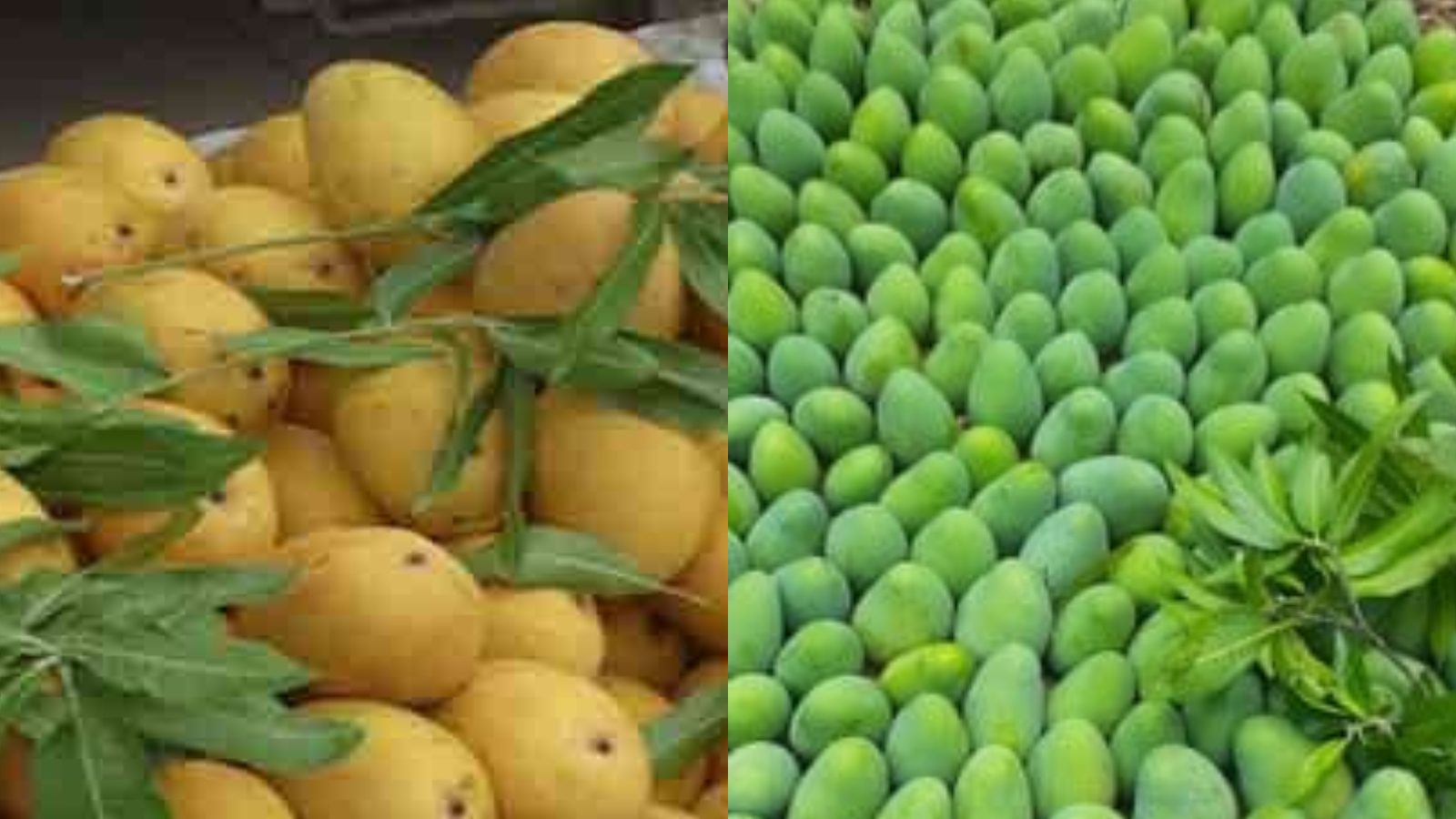 కొల్లాపూర్‌ మామిడి పండ్లకు దేశ, విదేశాల్లో ప్రత్యేక గుర్తింపు Special