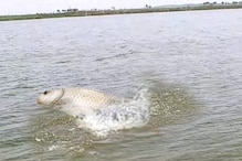 Chitrayi Fish: చెరువు చేపలను నదిలో పెట్టి అమ్మేస్తున్నారా? చిత్రాయి చేపలకు ఎందుకంత డిమాండ్