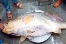 Rs.13 Lakhs Fish: వలలో పడిన ఆ ఒక్క చేప.. పేద మత్స్యకారుడిని లక్షాధికారి చేసింది