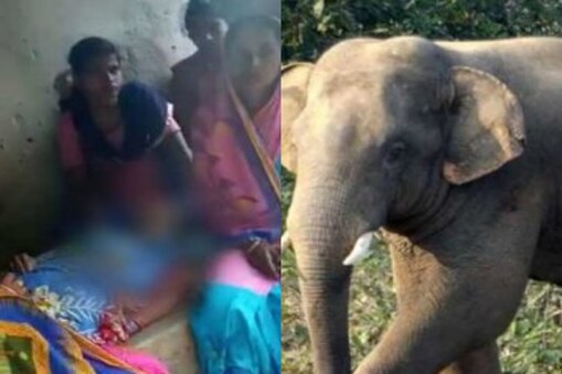 మహిళపై దాడిచేసిన ఏనుగు